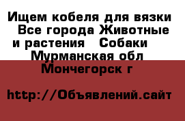 Ищем кобеля для вязки - Все города Животные и растения » Собаки   . Мурманская обл.,Мончегорск г.